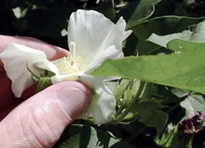 cotton flower with elongated stigma and smooth pol