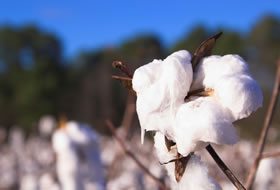 dyk-first-cultivated-content