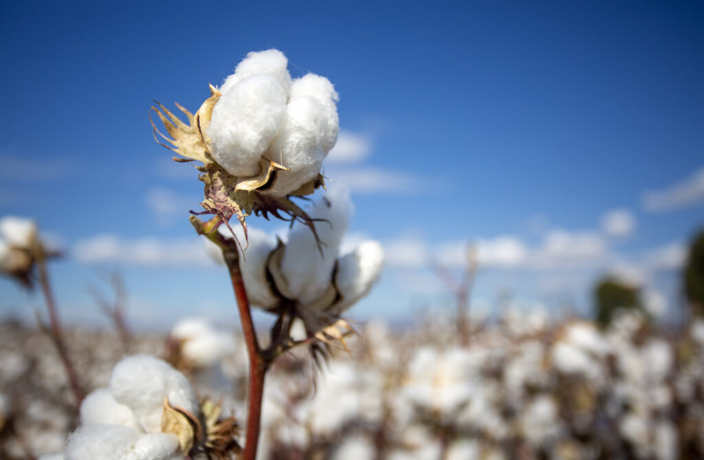 Cotton: A versatile crop