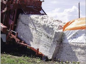 Figure 14 Half-length module unloaded too close to another module. Notice how the first module is pushed backward at the top. If this occurs before the module is covered, cotton will often fall off the back of the first module. Note also the offset between the two modules. This offset will make picking up the two modules together more difficult.