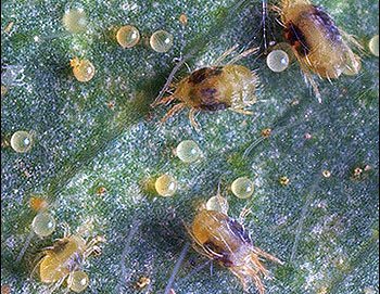 Spider Mites