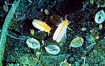 Whitefly